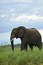 Elephant at Chobe river
